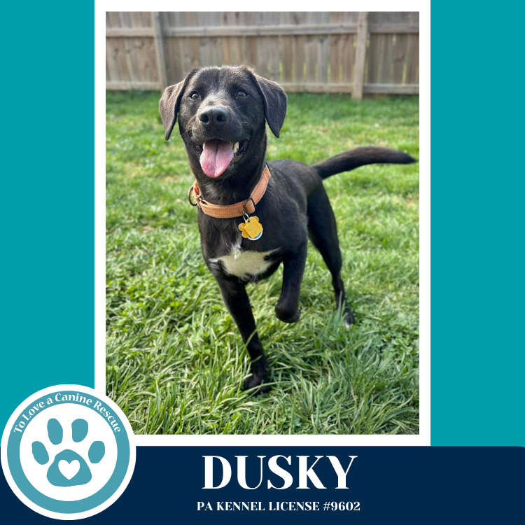 Dusky 020726