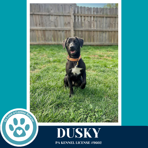 Dusky 020726