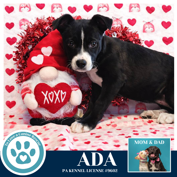 Ada (Anabelle-Solomon Pup) 020726 Image