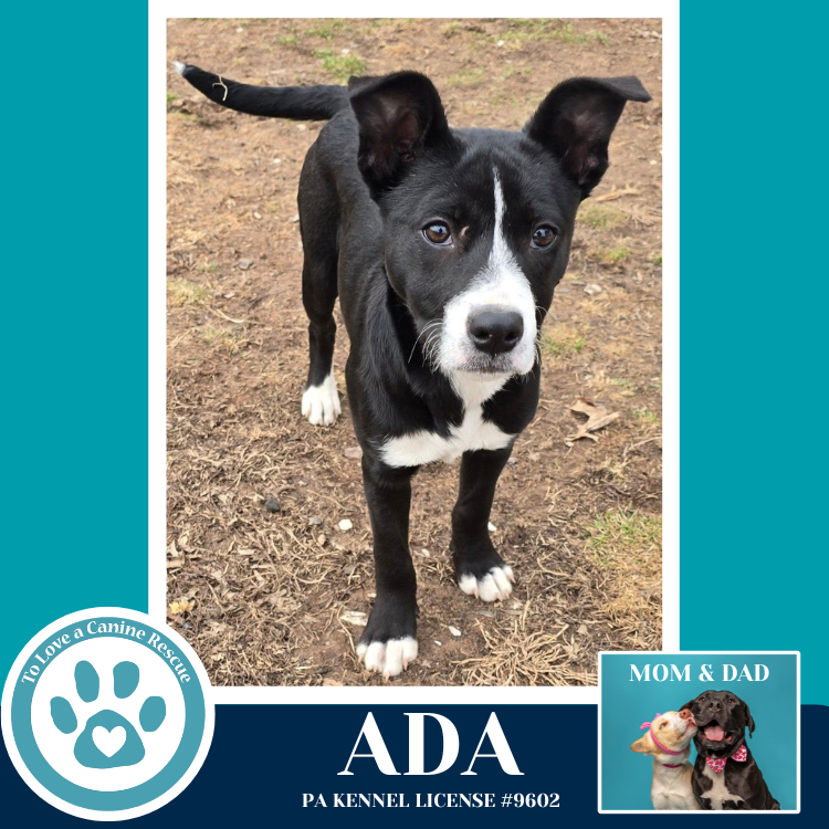 Ada (Anabelle-Solomon Pup) 020726