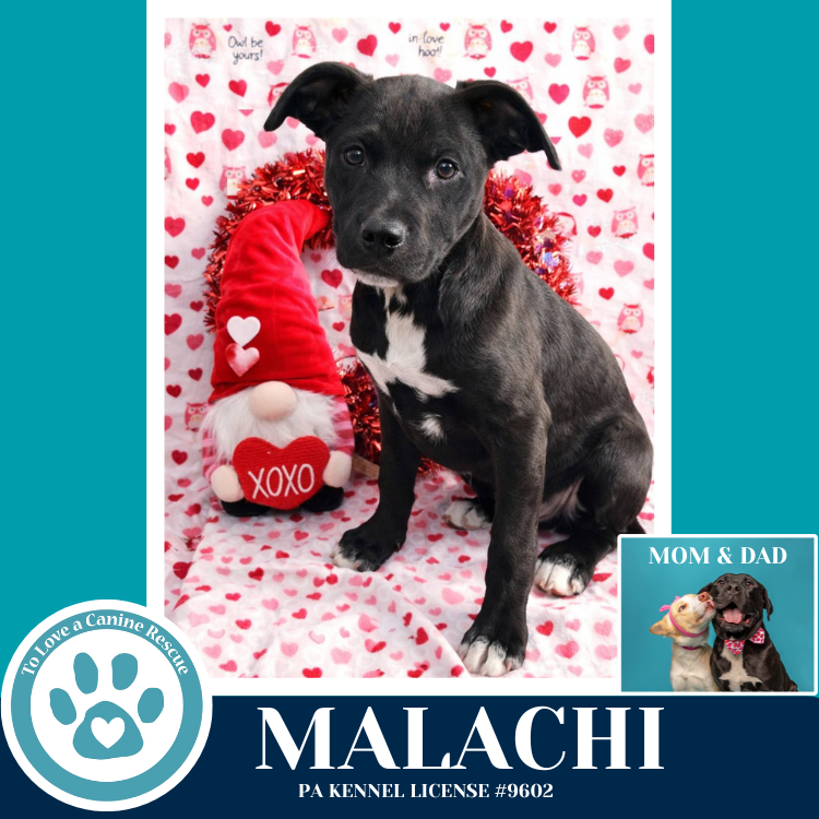Malachi (Anabelle-Solomon Pup) 020726 Image