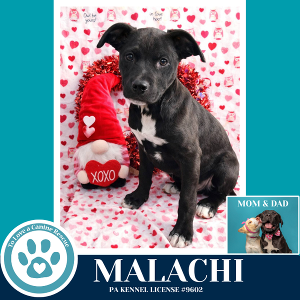 Malachi (Anabelle-Solomon Pup) 020726