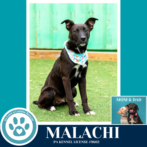 Malachi (Anabelle-Solomon Pup) 020726, an adoptable Labrador Retriever in Kimberton, PA