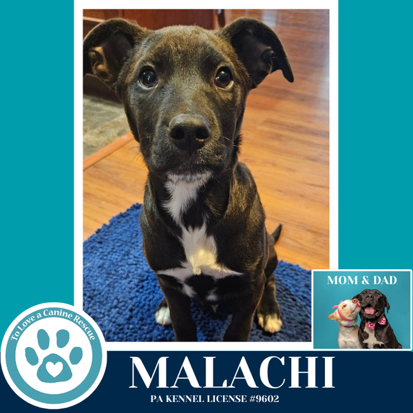Malachi (Anabelle-Solomon Pup) 020726