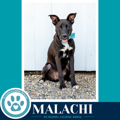 Malachi (Anabelle-Solomon Pup) 020726
