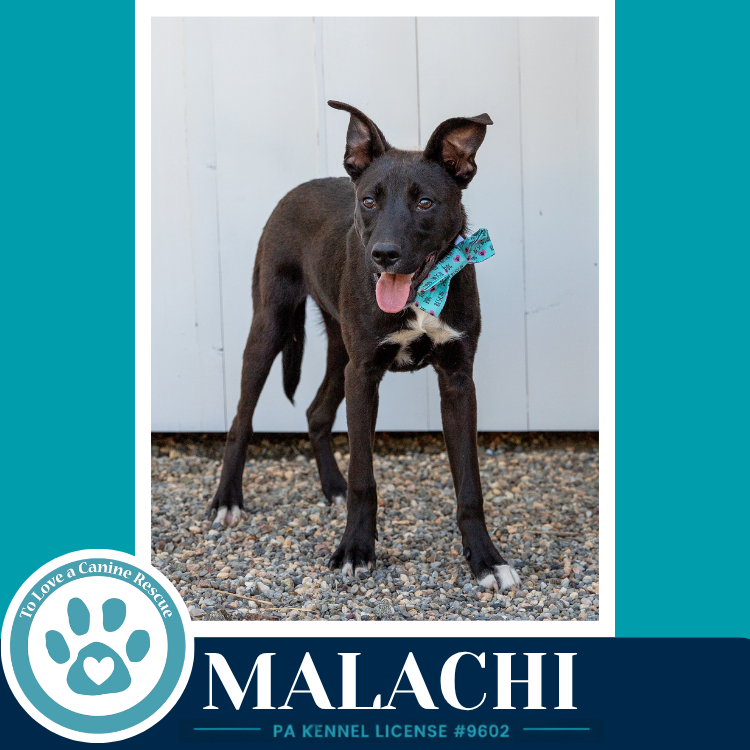 Malachi (Anabelle-Solomon Pup) 020726