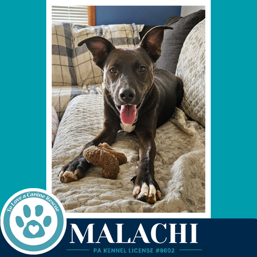 Malachi (Anabelle-Solomon Pup) 020726, a dog for adoption from To Love a Canine Rescue, Inc.