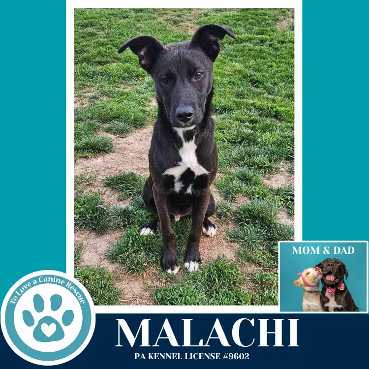 Malachi Anabelle-Solomon Pup image 2