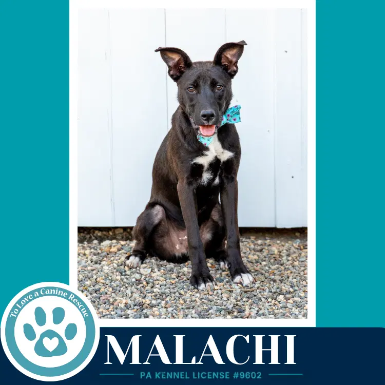 Malachi Anabelle-Solomon Pup image 3