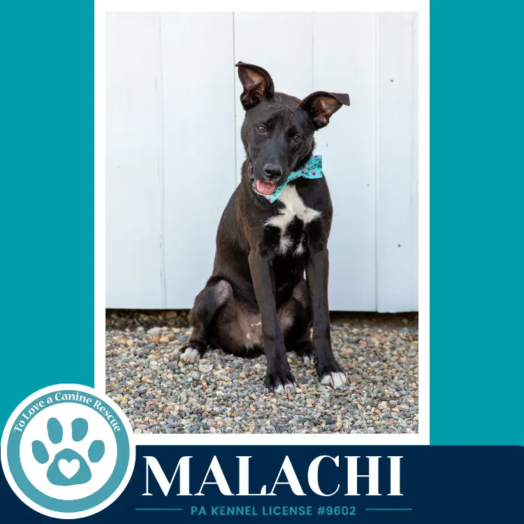 Malachi Anabelle-Solomon Pup image 4