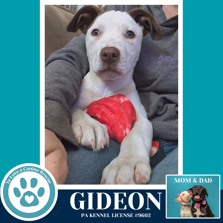 Gideon (Anabelle-Solomon Pup) 020726 Image