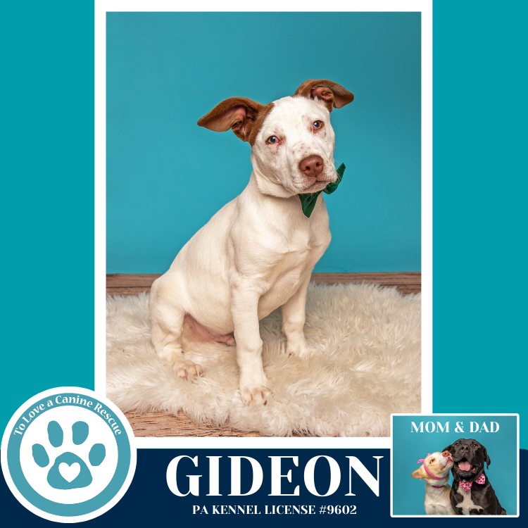 Gideon (Anabelle-Solomon Pup) 020726