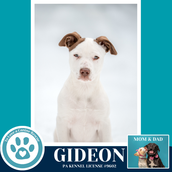 Gideon (Anabelle-Solomon Pup) 020726