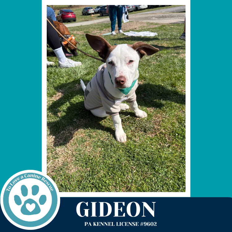 Gideon (Anabelle-Solomon Pup) 020726