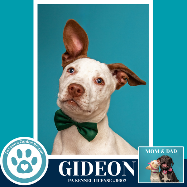 Gideon (Anabelle-Solomon Pup) 020726