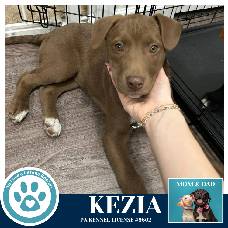 Kezia (Anabelle-Solomon Pup) 020726 Image