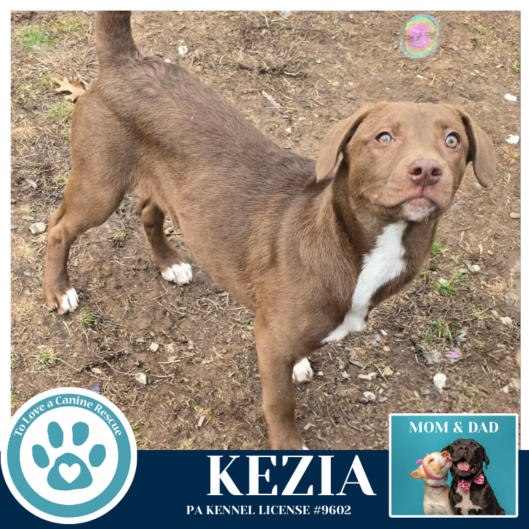 Kezia (Anabelle-Solomon Pup) 020726