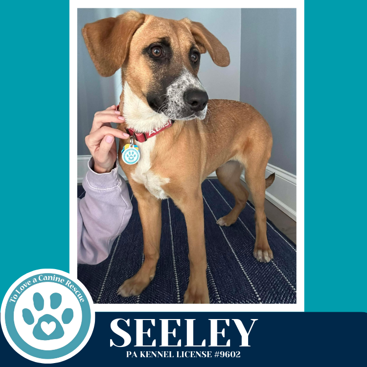 Seeley (Be Mine Pups) 020726 Image