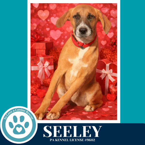 Seeley (Be Mine Pups) 020726