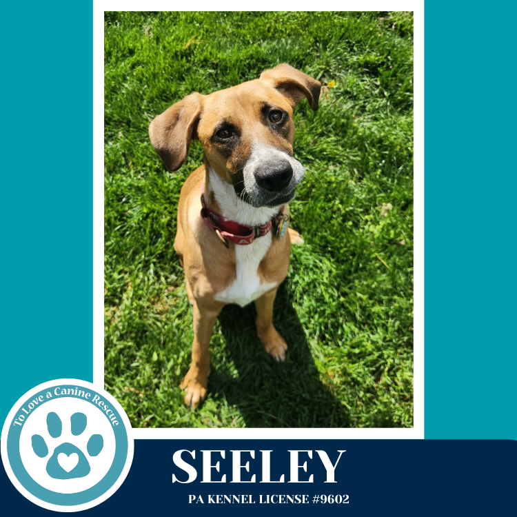 Seeley (Be Mine Pups) 020726