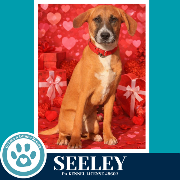 Seeley (Be Mine Pups) 020726