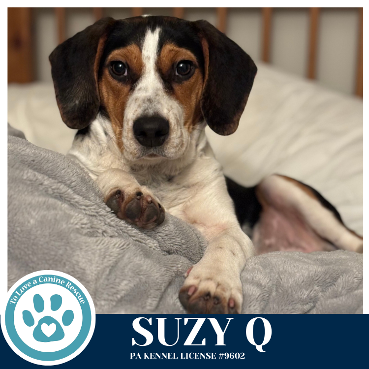 Suzy Q 020726