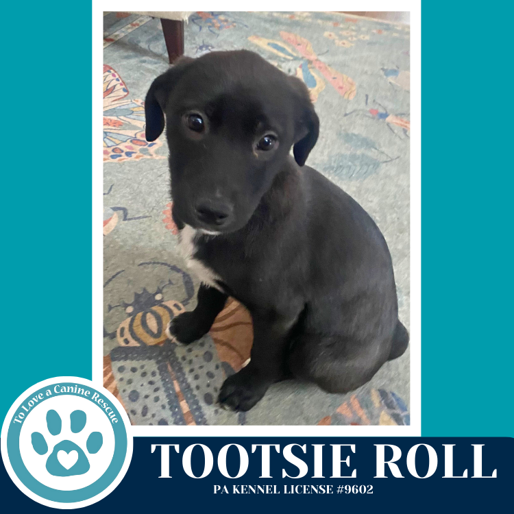 Tootsie Roll (Tee Pups) 020726 Image