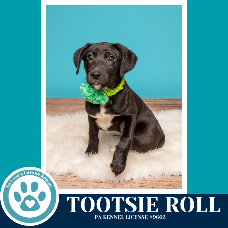 Tootsie Roll (Tee Pups) 020726