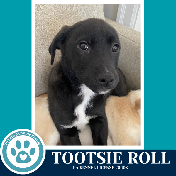 Tootsie Roll (Tee Pups) 020726