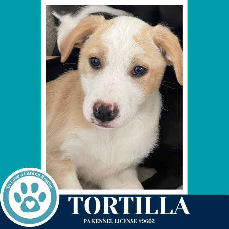 Tortilla (Tee Pups) 020726 Image
