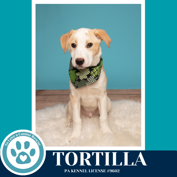 Tortilla (Tee Pups) 020726