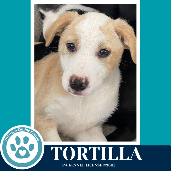 Tortilla (Tee Pups) 020726