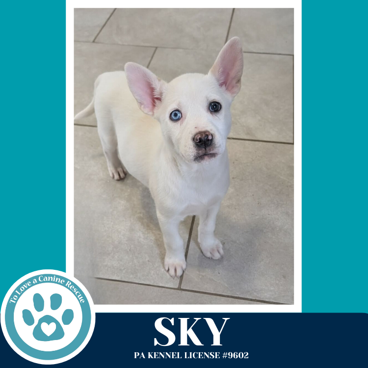 Sky (Northern Lights Litter)  012426