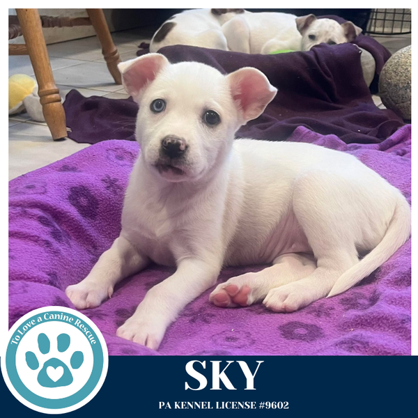 Sky (Northern Lights Litter)  012426