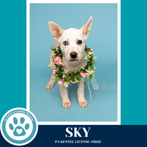 Sky (Northern Lights Litter)  012426, an adoptable Husky in Kimberton, PA