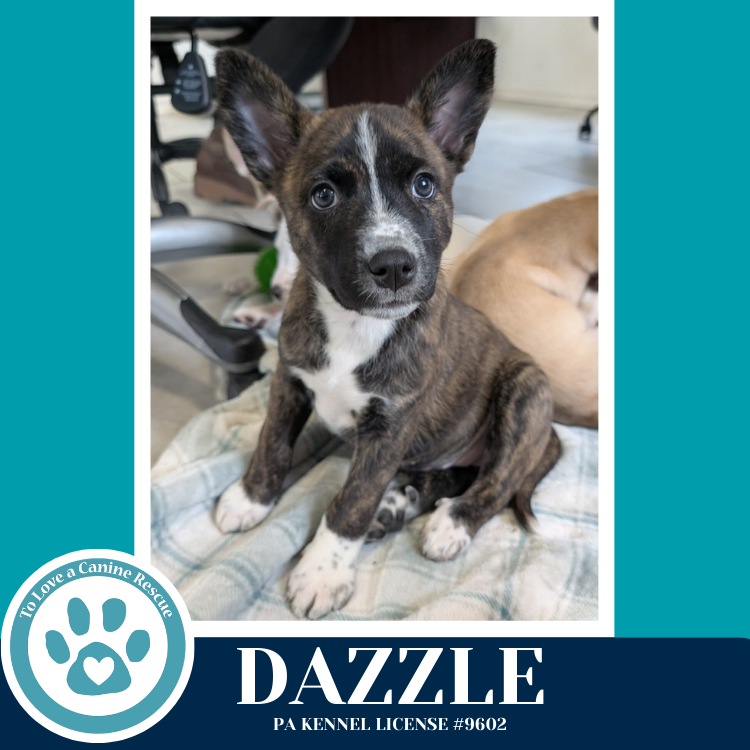 Dazzle (Northern Lights Litter) 012426