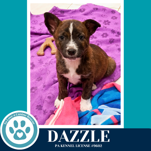 Dazzle (Northern Lights Litter) 012426