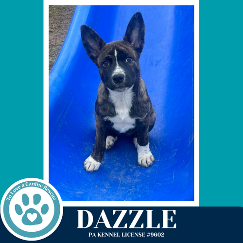 Dazzle (Northern Lights Litter) 012426, an adoptable Husky in Kimberton, PA