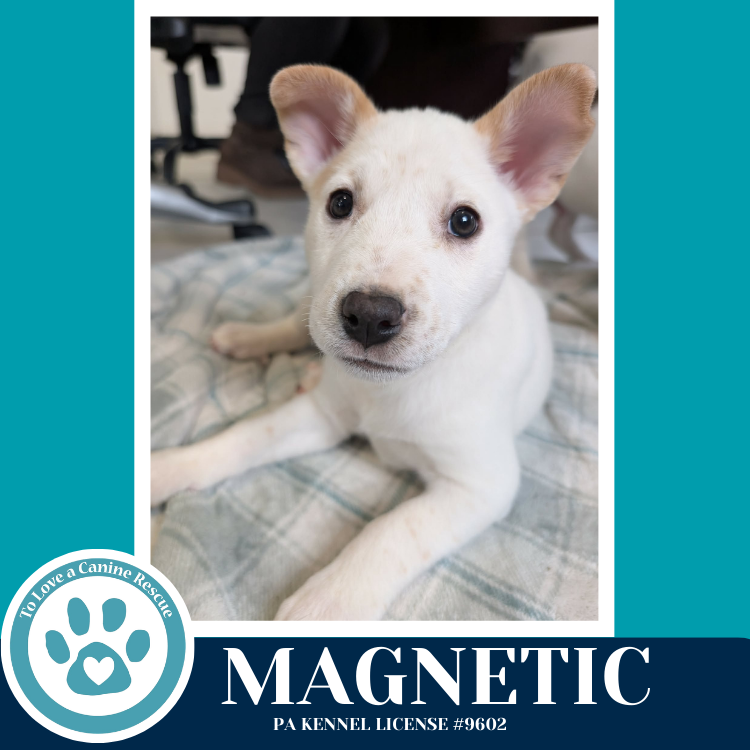 Magnetic (Northern Lights Litter) 012426