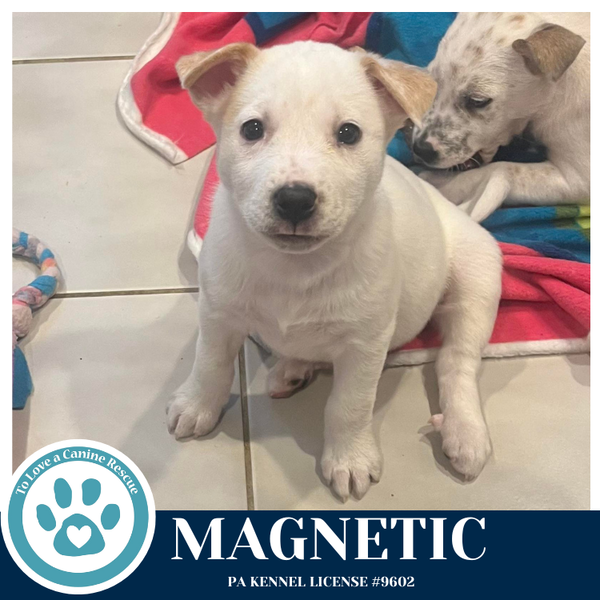 Magnetic (Northern Lights Litter) 012426