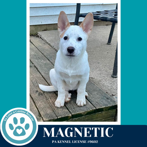 Magnetic (Northern Lights Litter) 012426, an adoptable Husky in Kimberton, PA