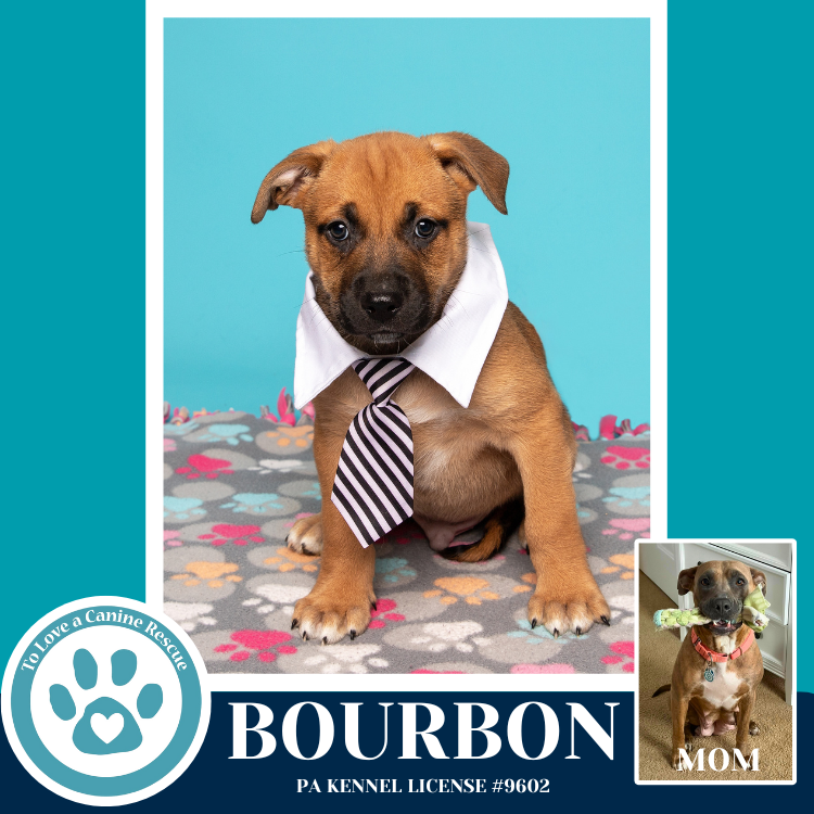 Bourbon (Noelle's Mardi Gras Paw-rade pups) 010326