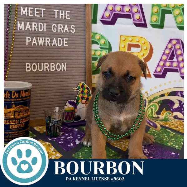 Bourbon (Noelle's Mardi Gras Paw-rade pups) 010326