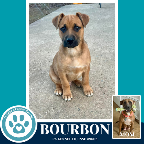 Bourbon (Noelle's Mardi Gras Paw-rade pups) 010326, an adoptable Shepherd in Kimberton, PA