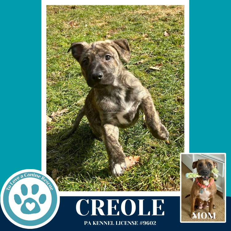 Creole (Noelle's Mardi Gras Paw-rade pups) 010326