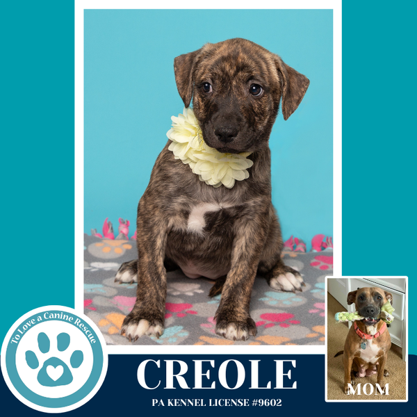 Creole (Noelle's Mardi Gras Paw-rade pups) 010326