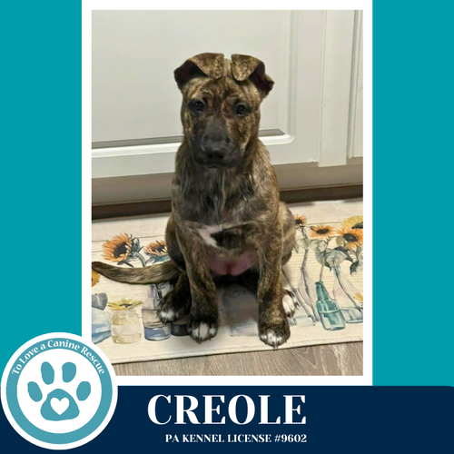 Creole (Noelle's Mardi Gras Paw-rade pups) 010326, an adoptable Shepherd in Kimberton, PA