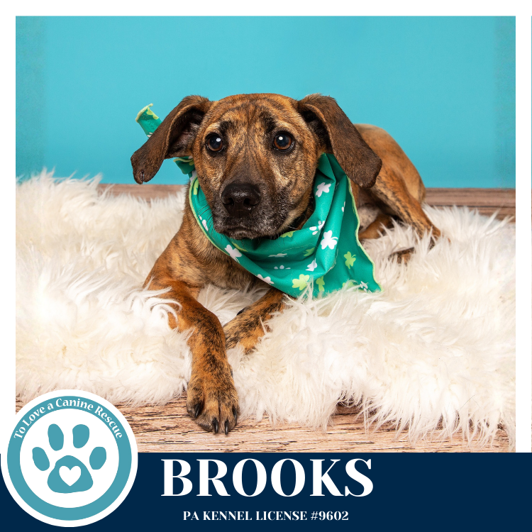 Brooks 022126