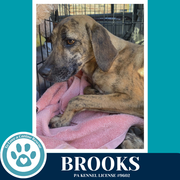 Brooks 022126