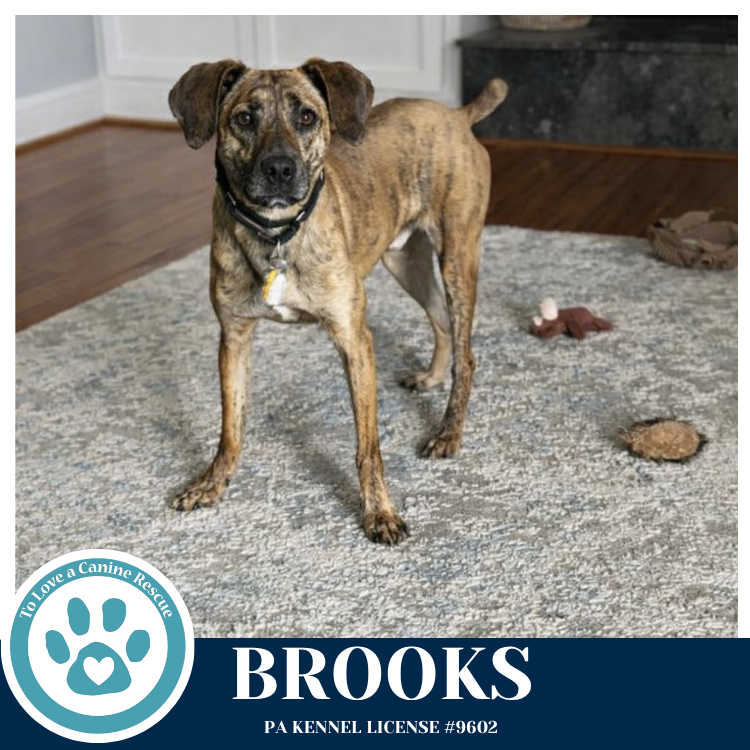 Brooks 022126